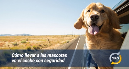 Cómo llevar a las mascotas en el coche con seguridad